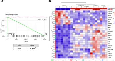 Extracellular matrix remodelling pathway in peripheral blood mononuclear cells from severe COVID-19 patients: an explorative study